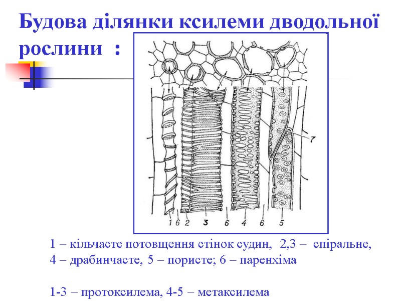 Будова ділянки ксилеми дводольної рослини  : 1 – кільчасте потовщення стінок судин, 